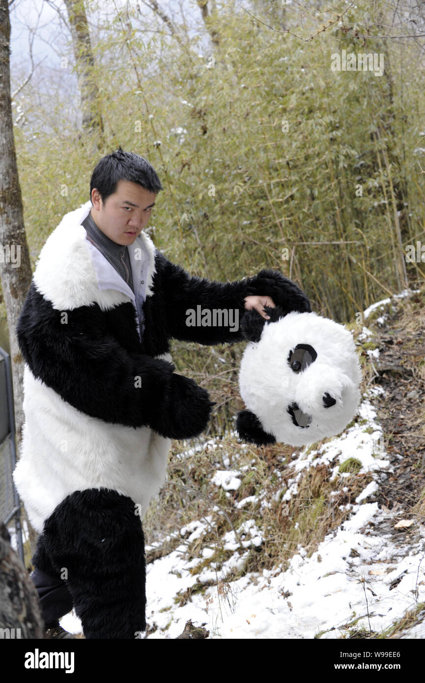 Un investigador chino vestidas en trajes de panda saca el casco en el panda gigante Hetaoping salvaje en el centro de capacitación de carácter nacional Wolong reserv Foto de stock