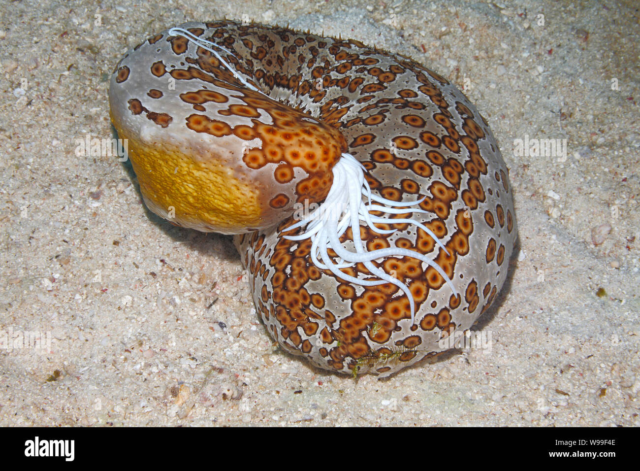 Leopard de pepino de mar, Bohadschia argus, extrusión de túbulos Cuvierian blanco pegajoso del ano. Uepi, Islas Salomón. Salomón, Mar, Océano Pacífico Foto de stock