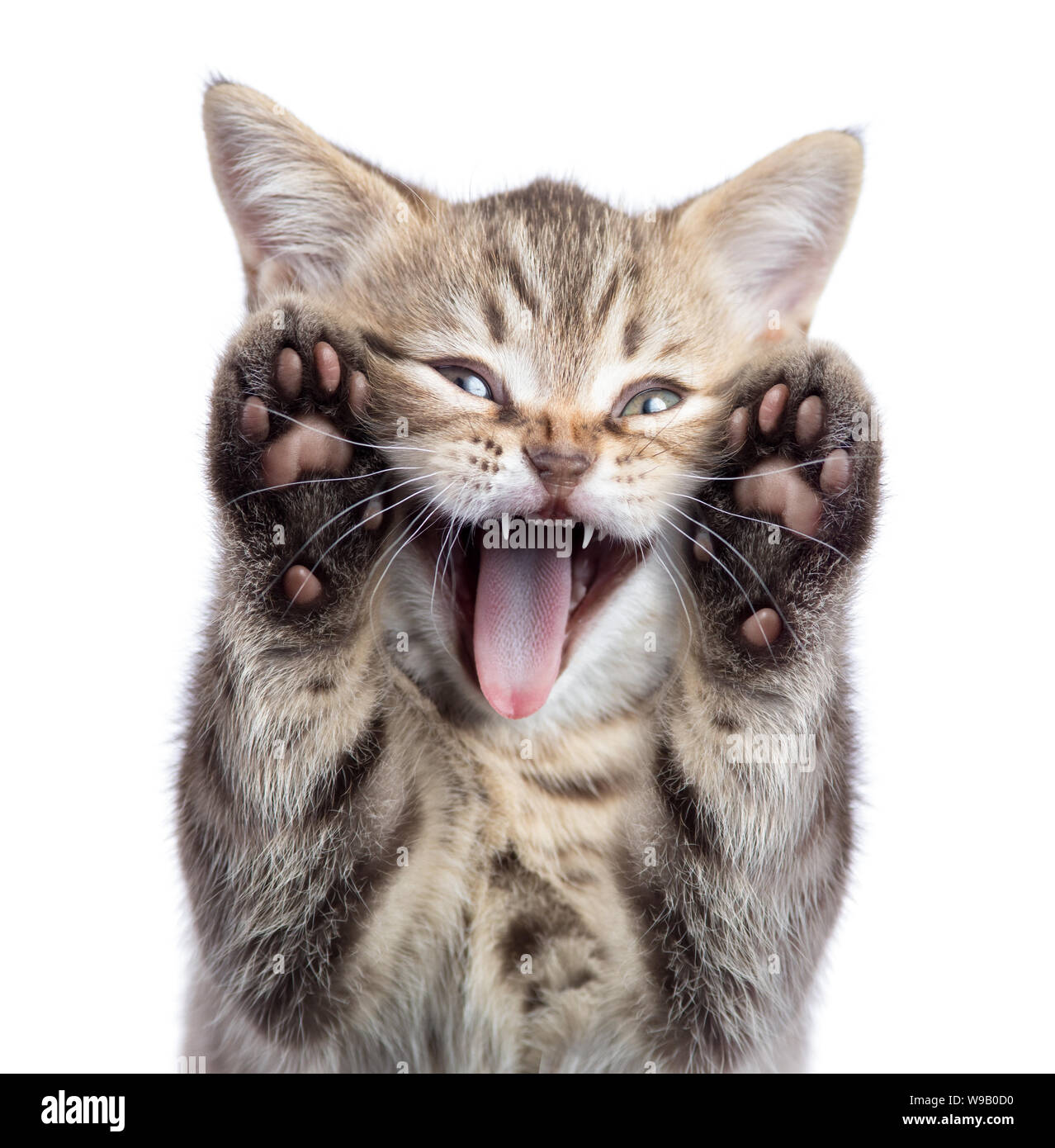 Gracioso gatito gato retrato con boca abierta y dos patas uoisolated  Fotografía de stock - Alamy