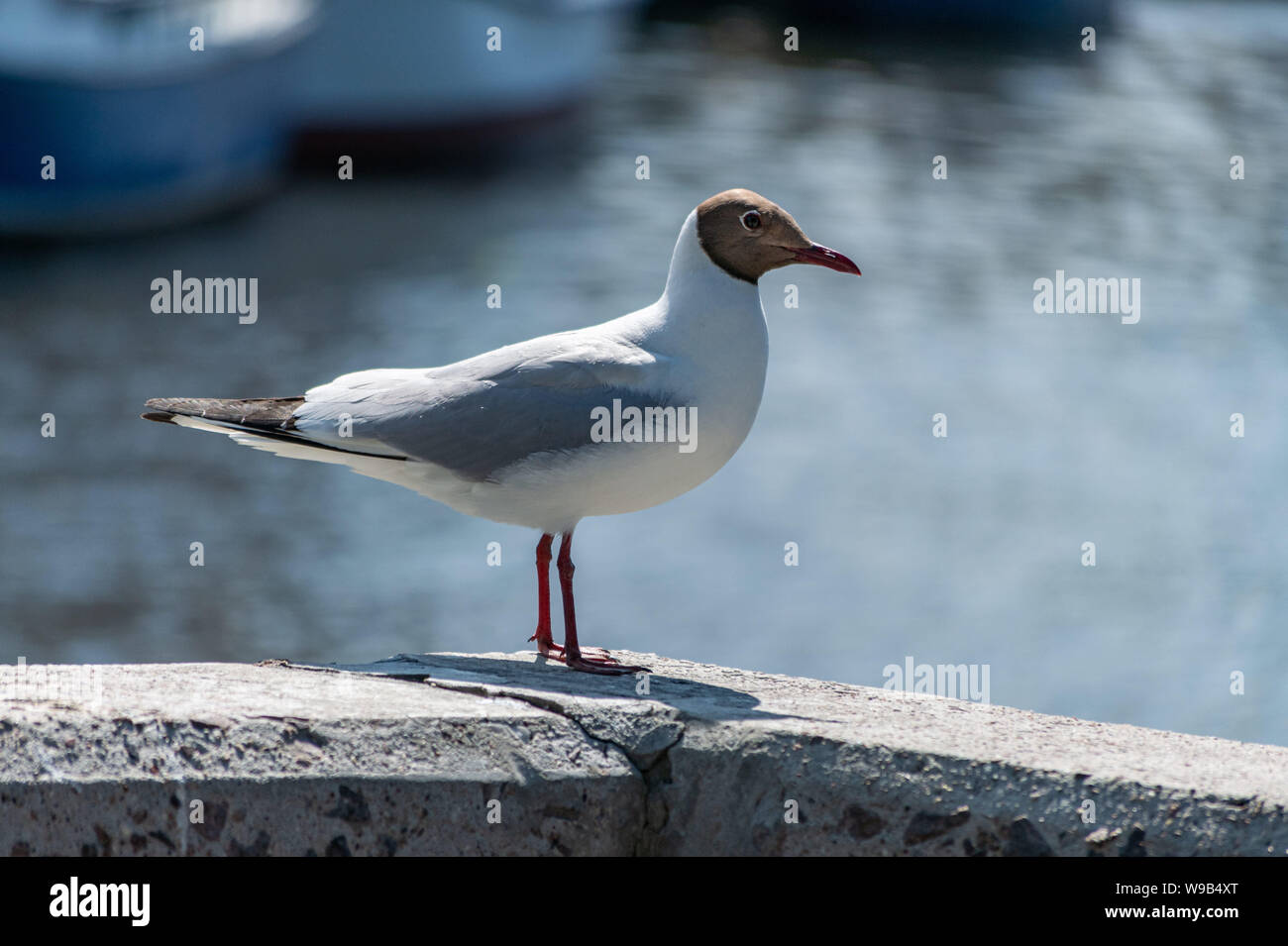 Seagull en muelle de concreto. Gaviota esperando para la alimentación de los turistas. Antecedentes ciudad río borrosa Foto de stock