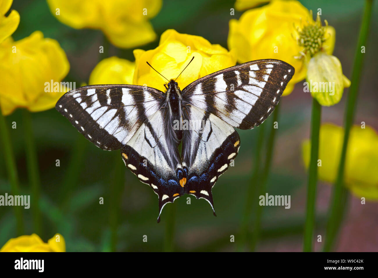Mariposa, Pale especie sentado en flor amarilla Foto de stock
