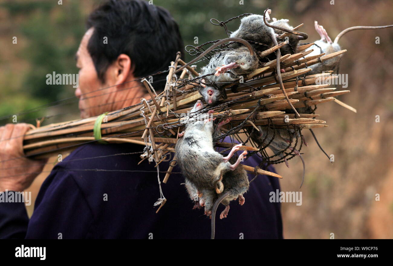 Un agricultor chino de Dong grupo étnico minoritario hombros bundles de  ratones que persiguió con los tradicionales arcos de caza de ratas en  Dudong village, Sanjiang Dong Fotografía de stock - Alamy