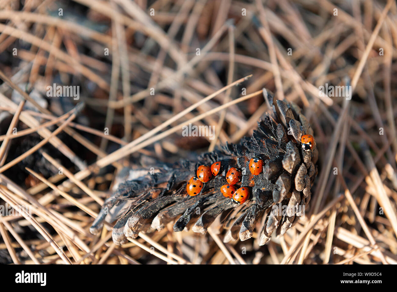 Las mariquitas en un cono de abeto en el bosque Foto de stock