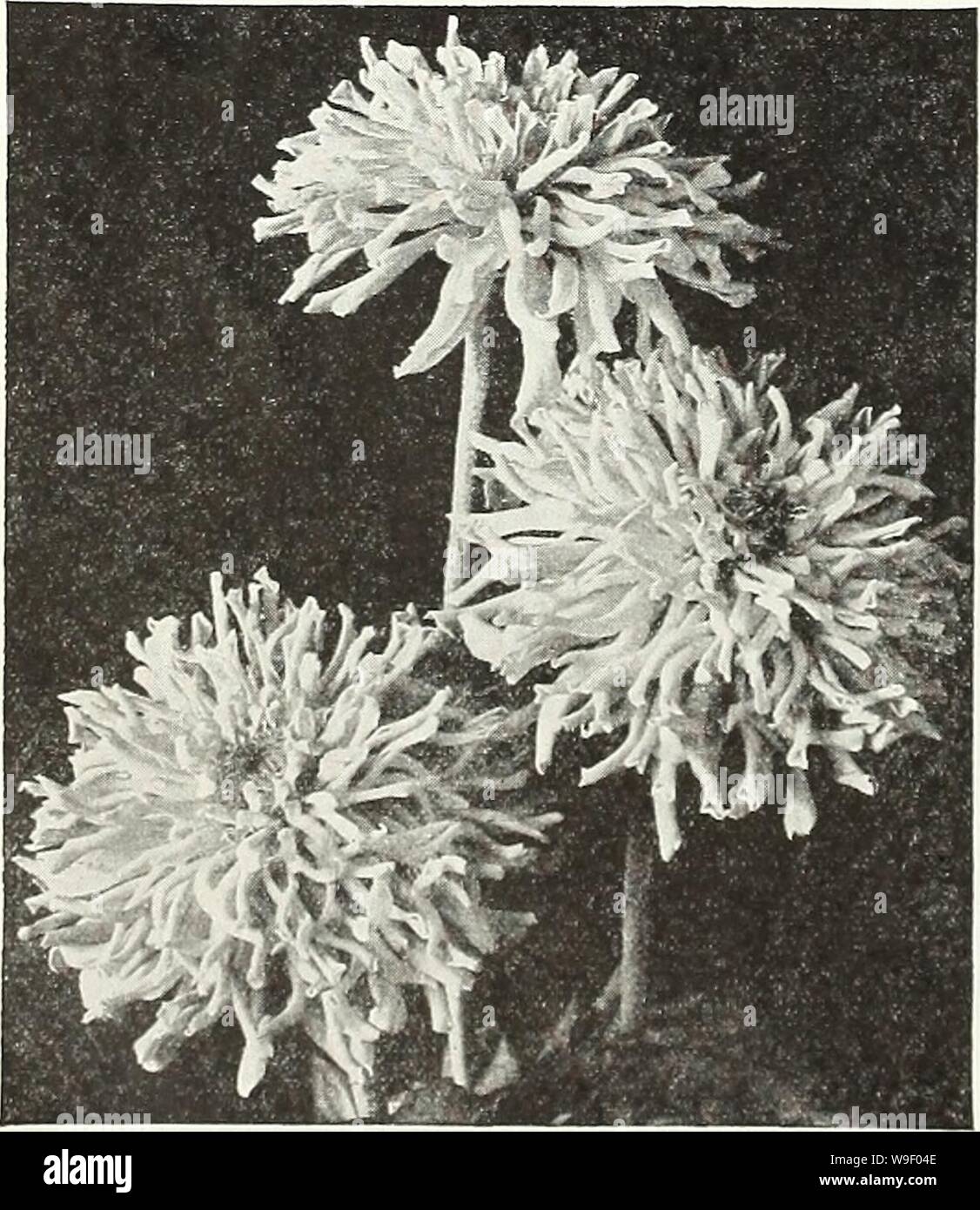 Imagen de archivo de la página 5 de Currie anual del jardín 62nd. Currie's garden : anual 62ª año primavera 1937 curriesgardenann19curr 3 Año: 1937 ( Petunia Borgoña ZINNIA FANTASY Polvo de Estrellas de tamaño mediano flores de un amarillo dorado profundo- bajas y Shaggy petaled, las plantas crecen alrededor de 21/2 a 3 pies de alto pit. 25c LARKSPUR gigante imperial Rey Blanco White King es, sin duda, la mejor introducción en Larkspurs en años recientes. Las flores son pura brillan- tes de pétalos blancos, amplio, sólido y notablemente carente de ese tinte verde común a otras variedades blancas. Los picos, que son l Foto de stock