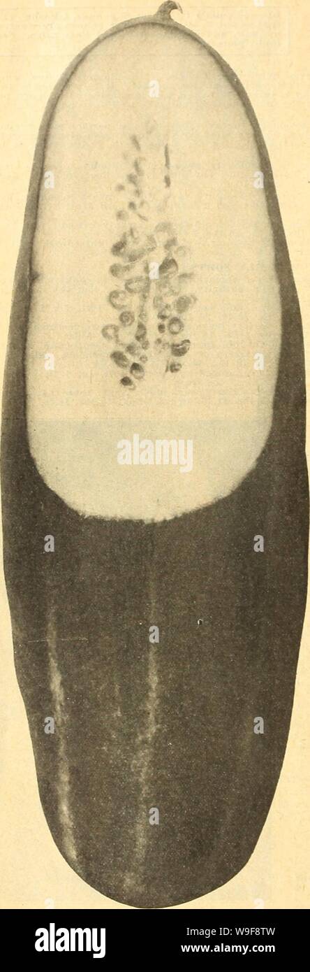 bolsagage weight limit