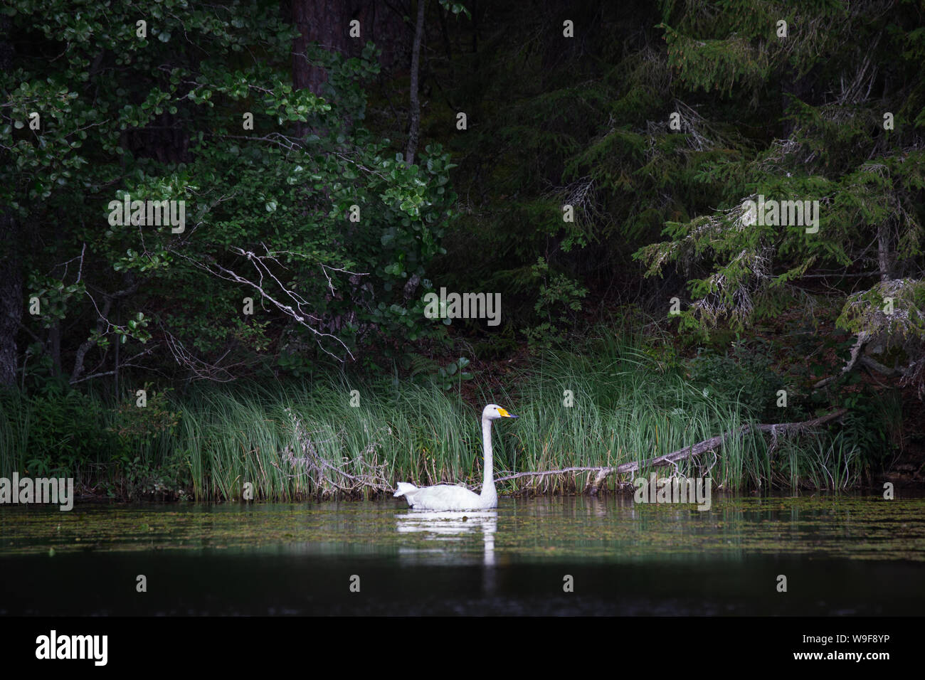 Un cisne blanco (Cygnus cygnus) delante de un misterioso bosque verde Foto de stock
