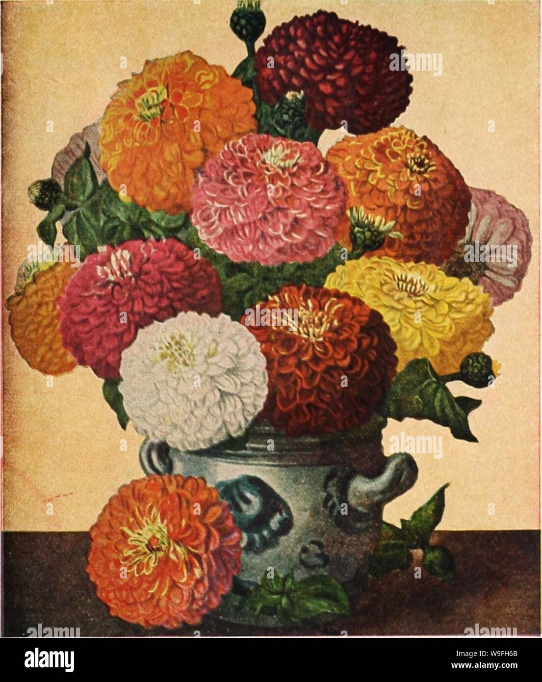 Imagen de archivo de la página 42 de Currie's garden anuales (1942). Currie's garden curriesgardenann anual19curr 7 Año: 1942 ( Dalia gigante Zinnias florido, mezcla de colores, 1,4 oz., 40c; Pit., Fantasía ZINNIAS Bien redondeado de tamaño mediano flujo ers, 3" a 31/2" de ancho, compuesta de un musgo de retorcido, tubulor pétalos que les da la ap- pearance de shaggy Chrysan- themum. ROSALIEâIntense rose. STAR DUSTâGolden amarillo. LIGHTâPure blanco blanco. Cualquiera de las anteriores, Pit., 15c. Mezcla de colores brillantes MIXEDâA- tura de shaggy petaled flores dobles de tamaño mediano. Pkt., 10c. ZINNIA SCABIOSA FLORECIDAS MIXEDâ2'/2 f Foto de stock