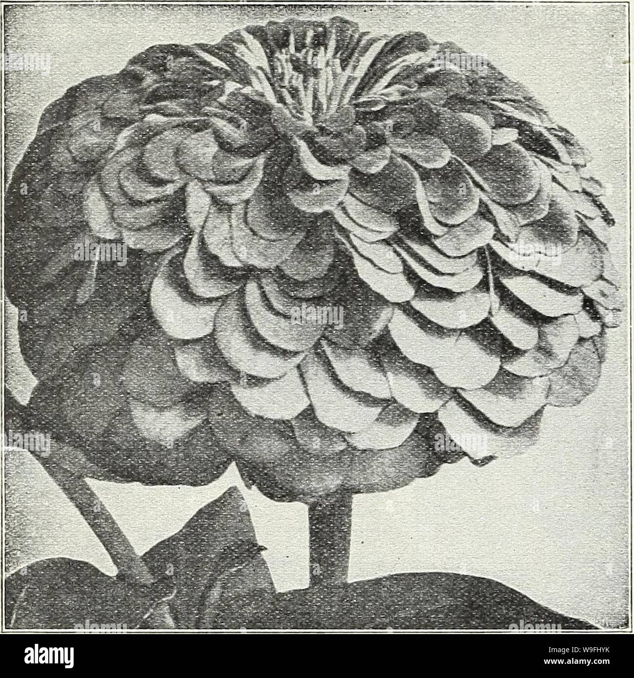 Imagen de archivo de la página 45 de Currie Bros 58º año. Currie Bros. : 58º año 1933 curriebrosfiftye19div Año: 1933 ( Página 42 CURRIE BROTHERS CO. Flores gigantes Zinnia Zinnia elegans LILLIPUT doble de forma bastante poco arbustos 1 pies de alto, bastante cubierto con flores muy dobles en miniatura todo el verano hasta finales de otoño. Joya dorada Crimson Gem Gem Escarlata Gema Blanca Rosa salmón amarillo canario, por cada pit., 10C; 6 pkts 50c doble enano Finest Mezcla Lilliput. M oz., 30c pit. 10c-MDCED VISCARIA 1 pie. Muy vistosa y efectiva anual de jardín, produciendo libremente en todo el territorio de la summ Foto de stock