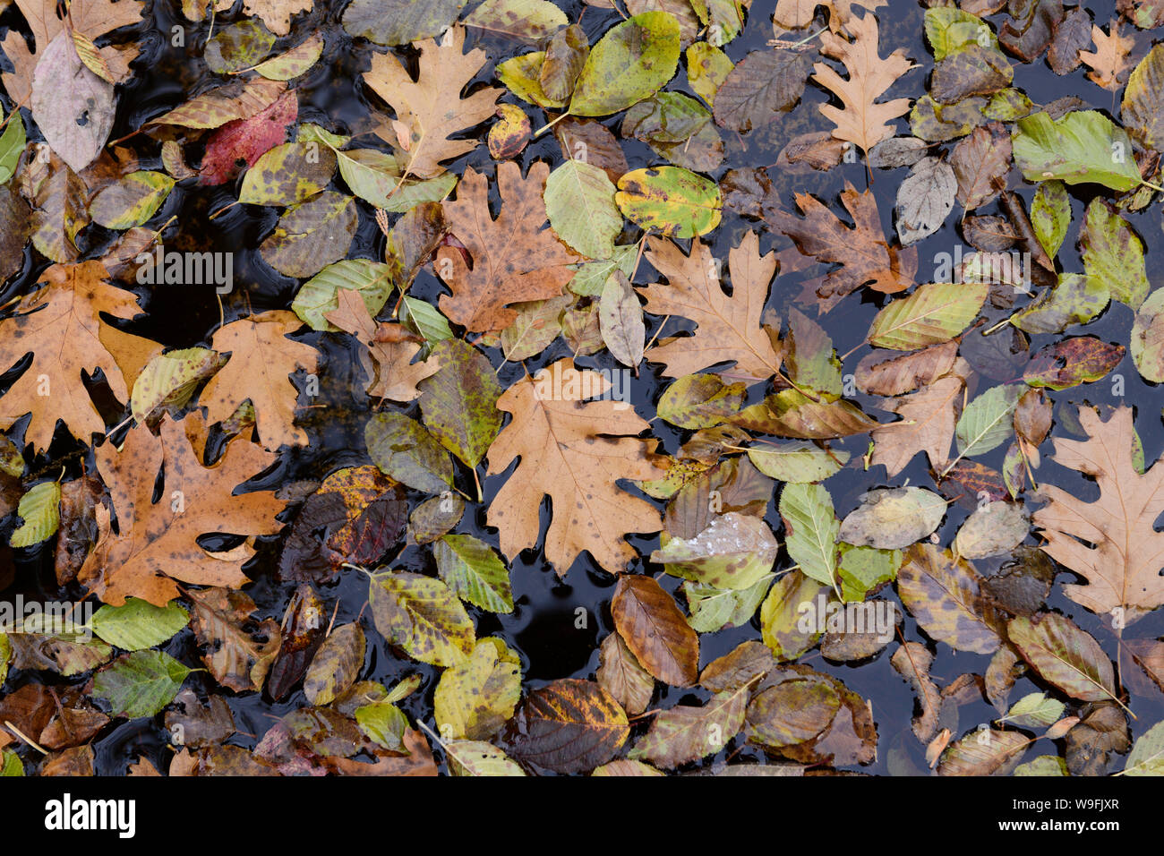 Hojas caer en un estanque de agua, variedad de hojas Foto de stock