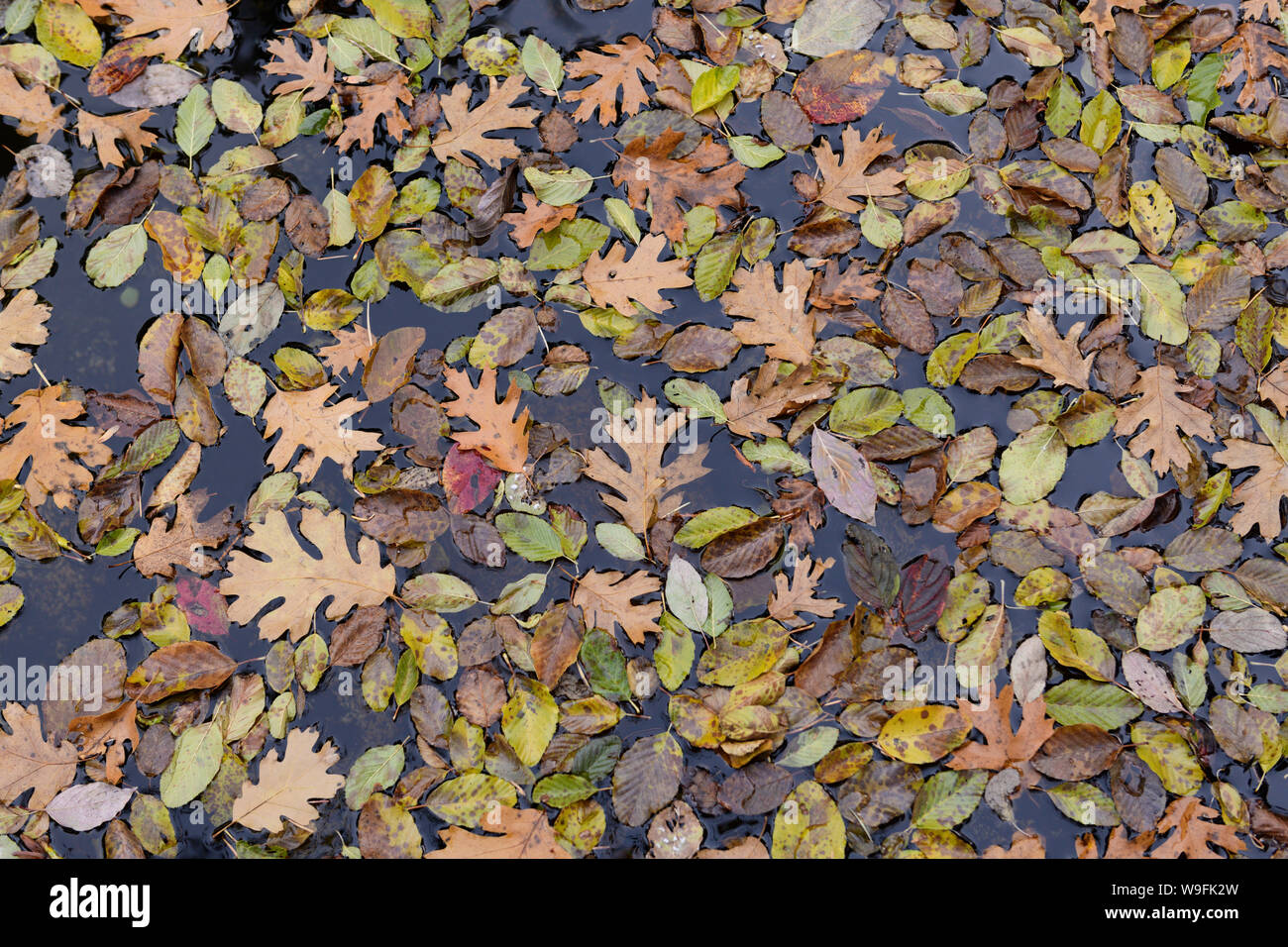 Hojas caer en un estanque de agua, variedad de hojas Foto de stock