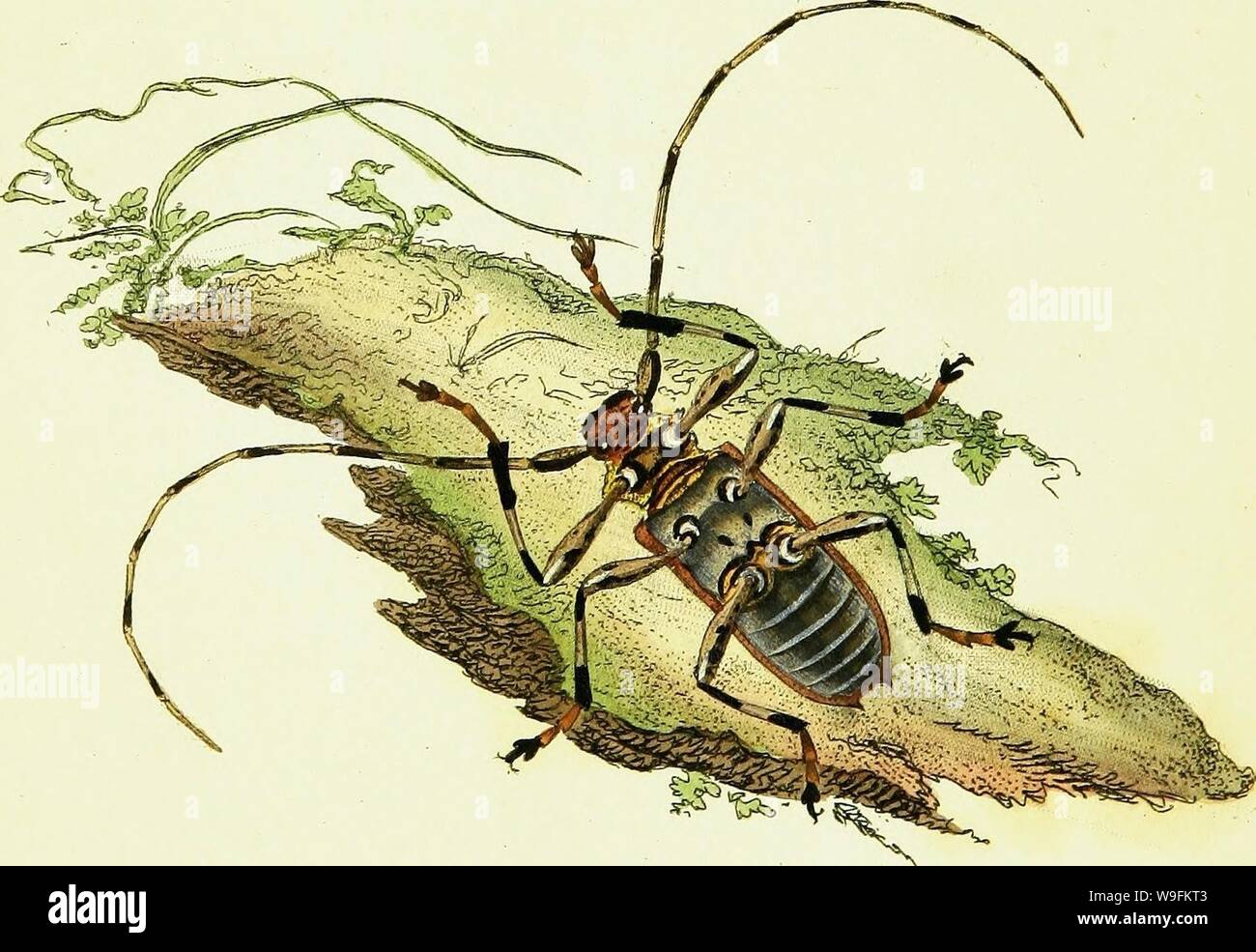 Imagen de archivo de la página 51 de la historia natural de la British Foto de stock