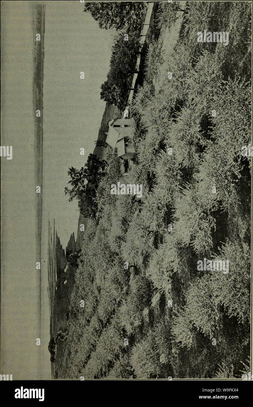 Imagen de archivo de la página 52 del cultivo de la manzana. El cultivo de la manzana en Canadá con descripciones y listas de variedades. cultivationofapp55davi Año: 1925 ( 49 Foto de stock