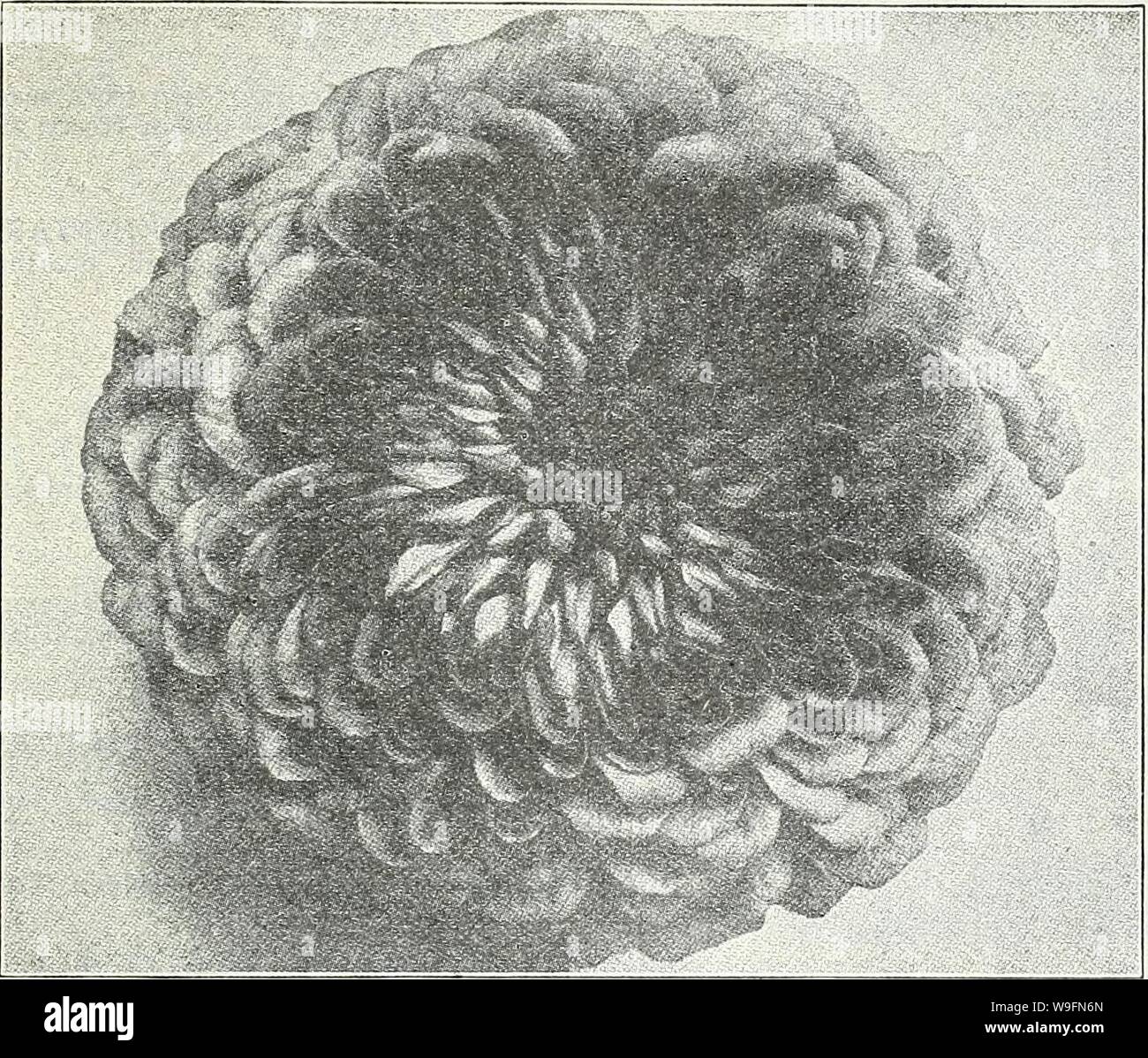 Imagen de archivo de la página 56 de Currie's garden anual en primavera. Currie's garden : primavera anual 1931 56ª año curriesgardenann19div Año: 1931 (CURRIE Brothers Co. de Milwaukee, Wisconsin Dalia gigante Zinnia florecidas. ZINNIA Zinnias gigante nuevo gigante DALIA ZINNIAS Flores 3-4 ft. El densamente flores dobles que cubren una amplia gama de colores hermosos son de enorme tamaño, que a menudo miden 6 pulgadas de diámetro, y son asumidos libremente en la stout tallos. Monarca carmesí, por mucho, el mayor y mejor de los tonos rojos. Las flores con frecuencia de ocho pulgadas de diámetro. Plantas muy vigorosas. Una maravillosa producción de Foto de stock