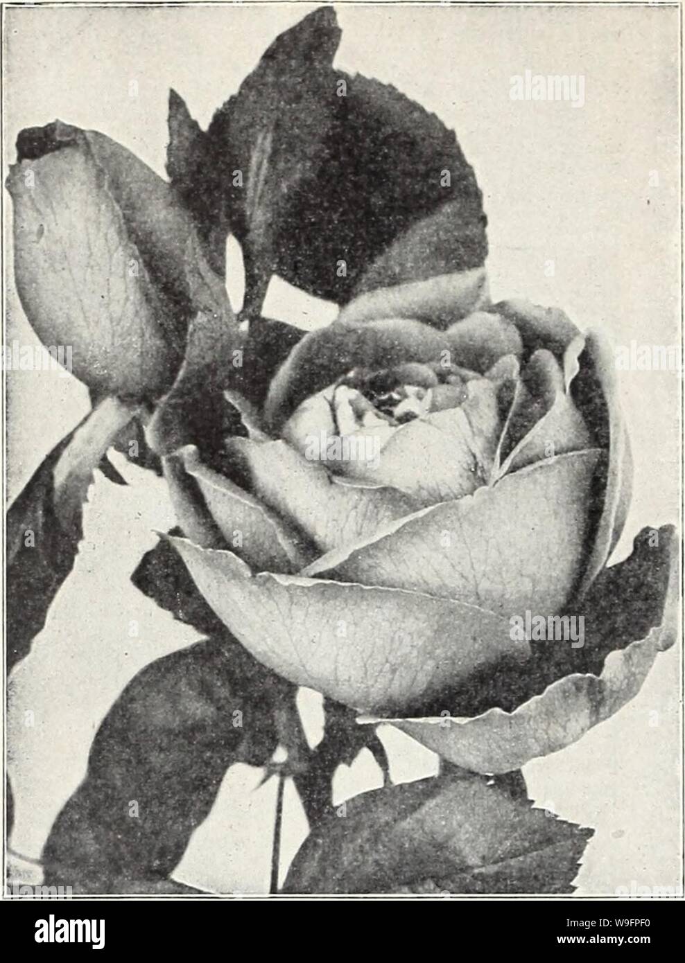 Imagen de archivo de la página 61 de la 65ª año Currie anual del jardín Foto de stock