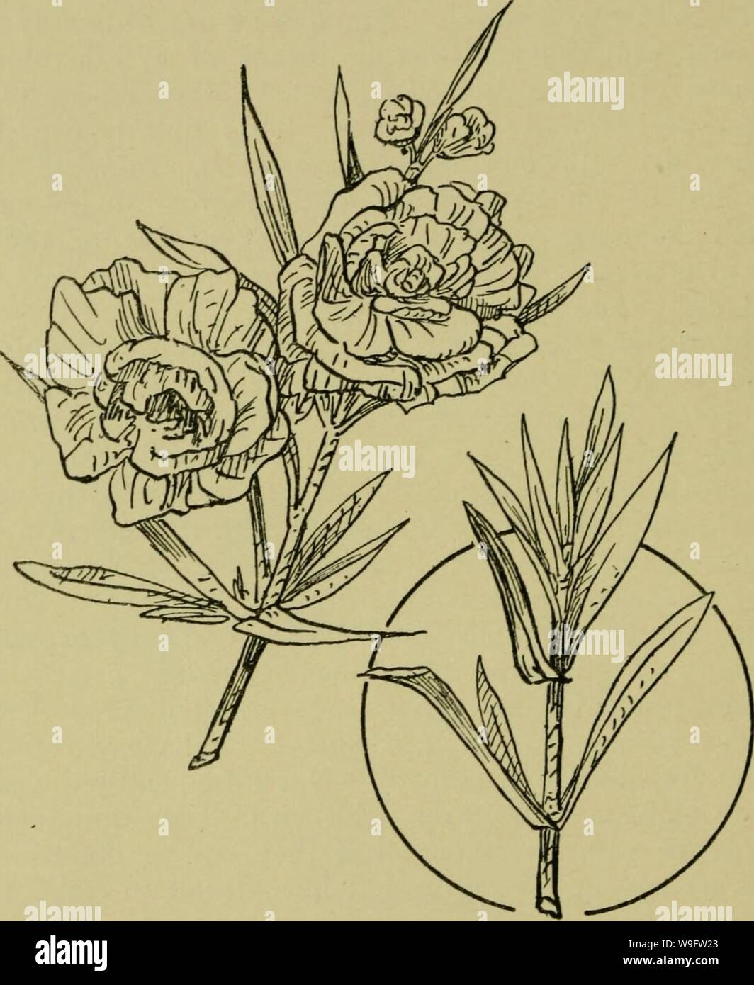 dibujo de flor de adelfa blanca