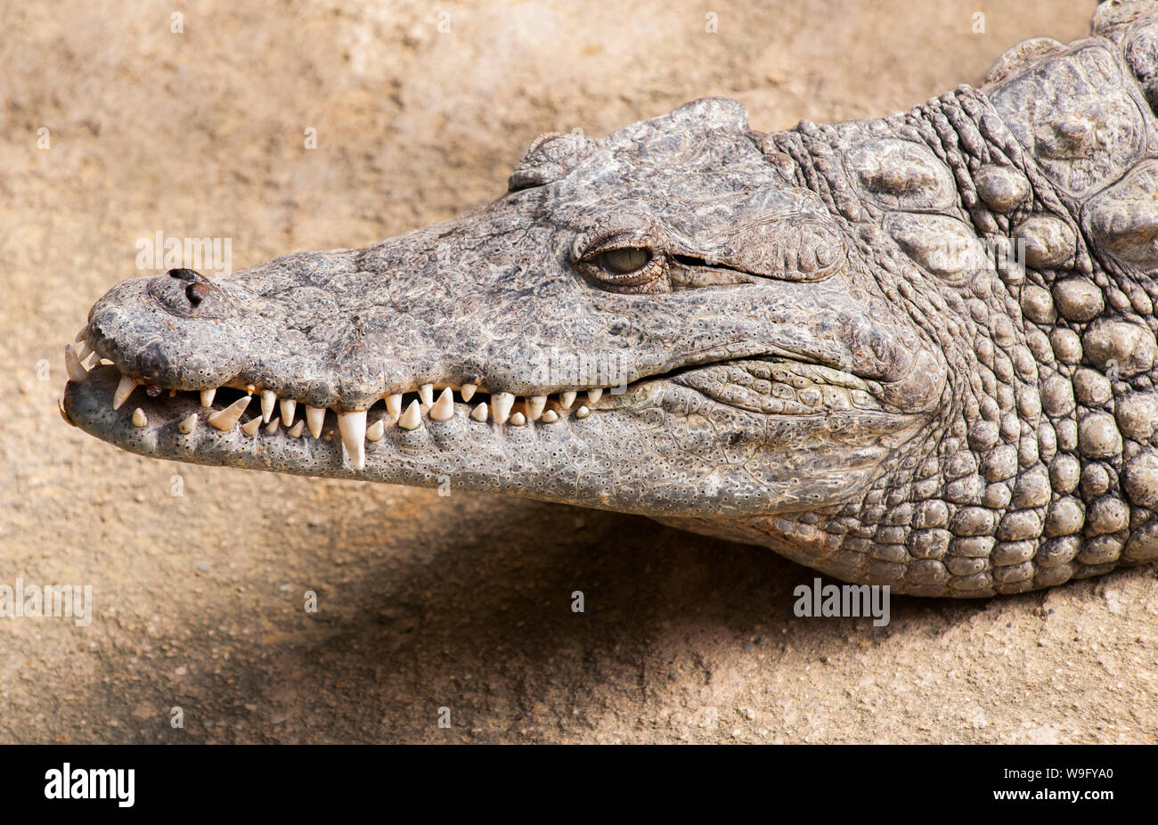 Detalle de cabeza de cocodrilo del Nilo, Crocodylus niloticus, África Foto de stock