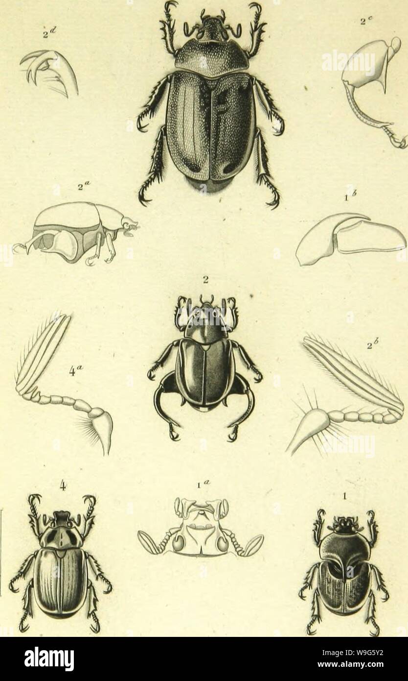Imagen de archivo de la página 118 de Histoire Naturelle des Insectes . Histoire Naturelle des Insectes : géneros des coleopteres, ou exponer methodique et crítica de tous les géneros propone jusqu'ici dans cet ordre d'insectos CUbiodiversity1128056-9876 Año: 1854 ( (o/Iïéc/'CS. PI. 3. ' (&Gt;rt"c i l&GT;|)(TOn()t,l ll,.,rMigtoiui.//;,rrt" 3 (ValllopluN squamironi". ,/. 2 llaoropoi(ios .N.ciii oV/,;- 4'iialhu Hoploo.s Kùbvi..// Foto de stock