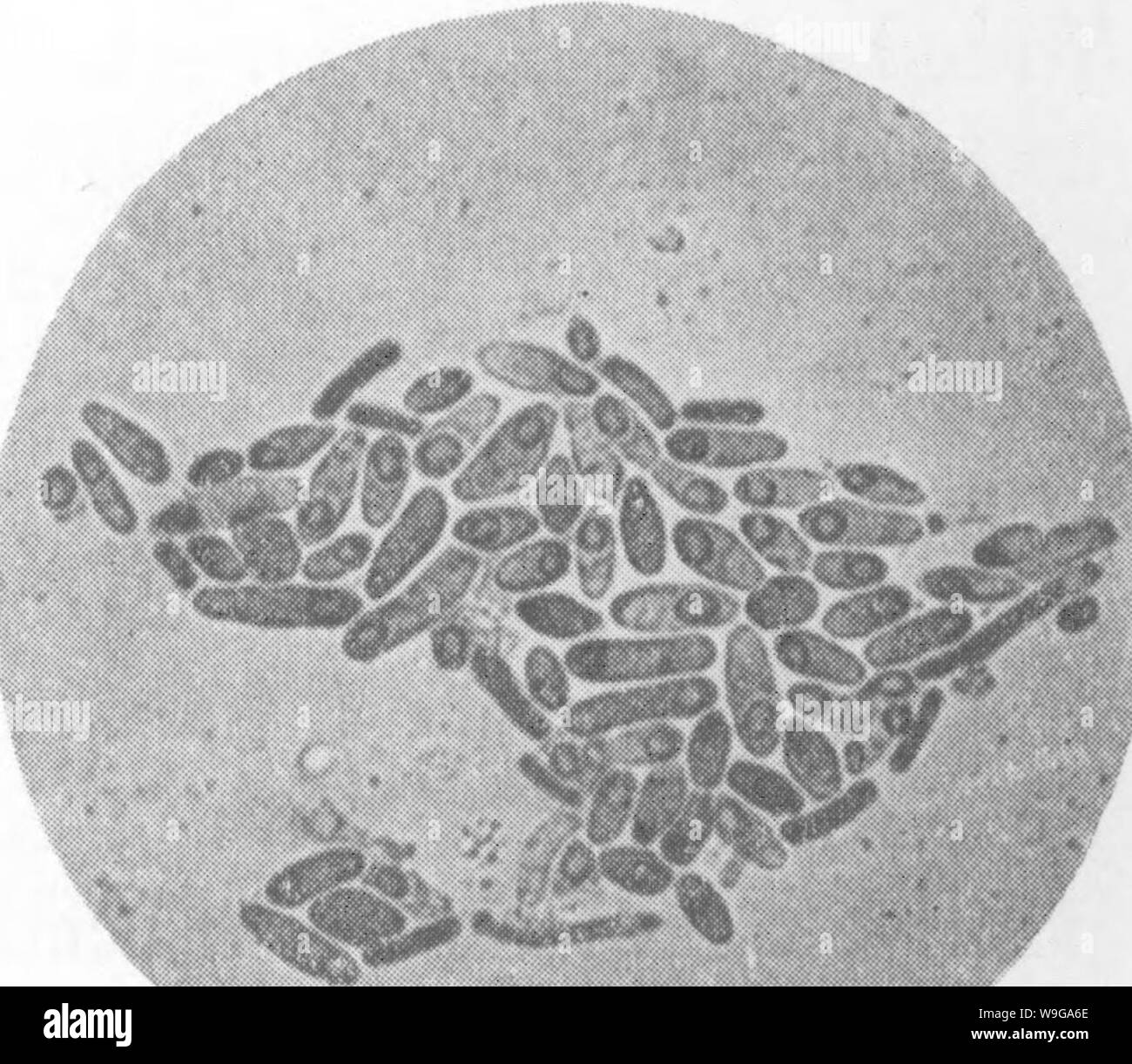 Imagen de archivo de la página 159 de las bacterias en relación con el suelo Foto de stock
