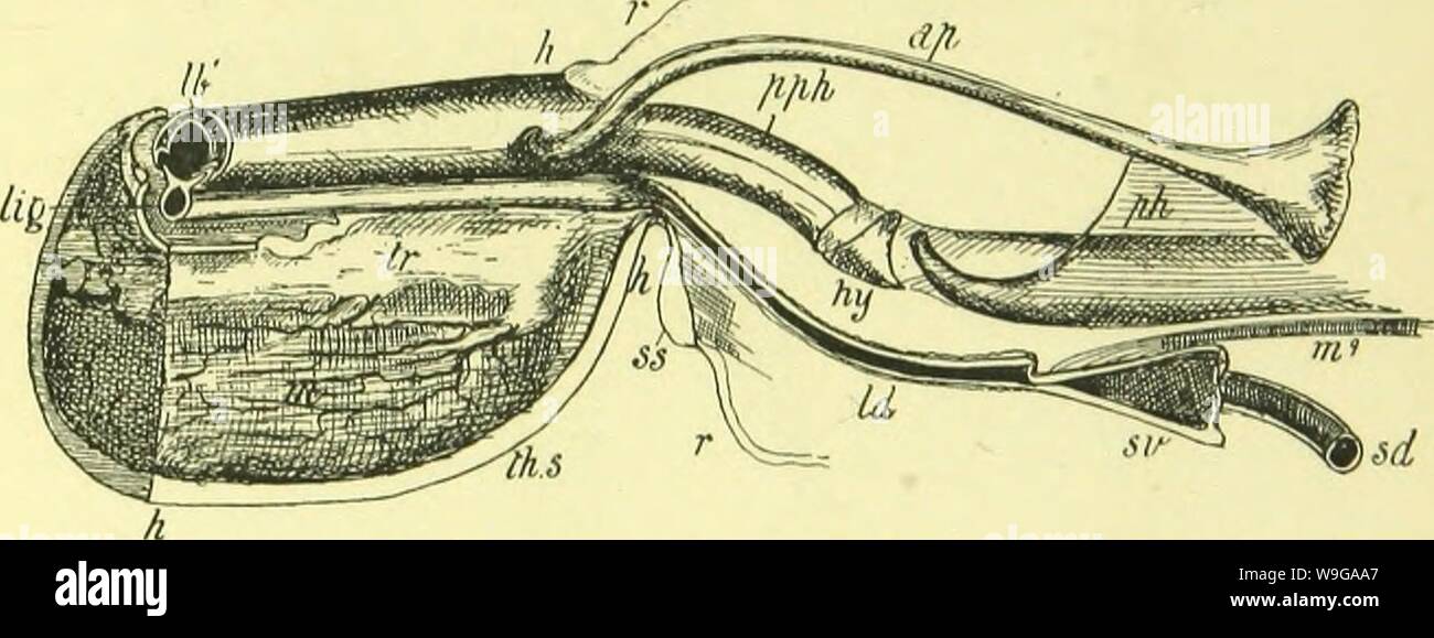 Imagen de archivo de la página 160 de la anatomía, la fisiología, la morfología y. La anatomía, la fisiología, la morfología y el desarrollo de la estiradora-fly (Calliphora erythrocephala.) Un estudio de la anatomía comparada y la morfología de los insectos; con placas e ilustraciones ejecutadas directamente desde los dibujos del autor; CUbiodiversity4765349-9885 Año: 1890 ( El exo-esqueleto de la probóscide. '35 El Clípeo (Figs. 2 j, j c, y 25, 6) las formas externas de la parte dorsal de la fulcrum, o cephalo-esqueleto faríngea. Esto apoya la haustellum en su extremidad distal. Las escalas y Palpi Palpigerous Foto de stock