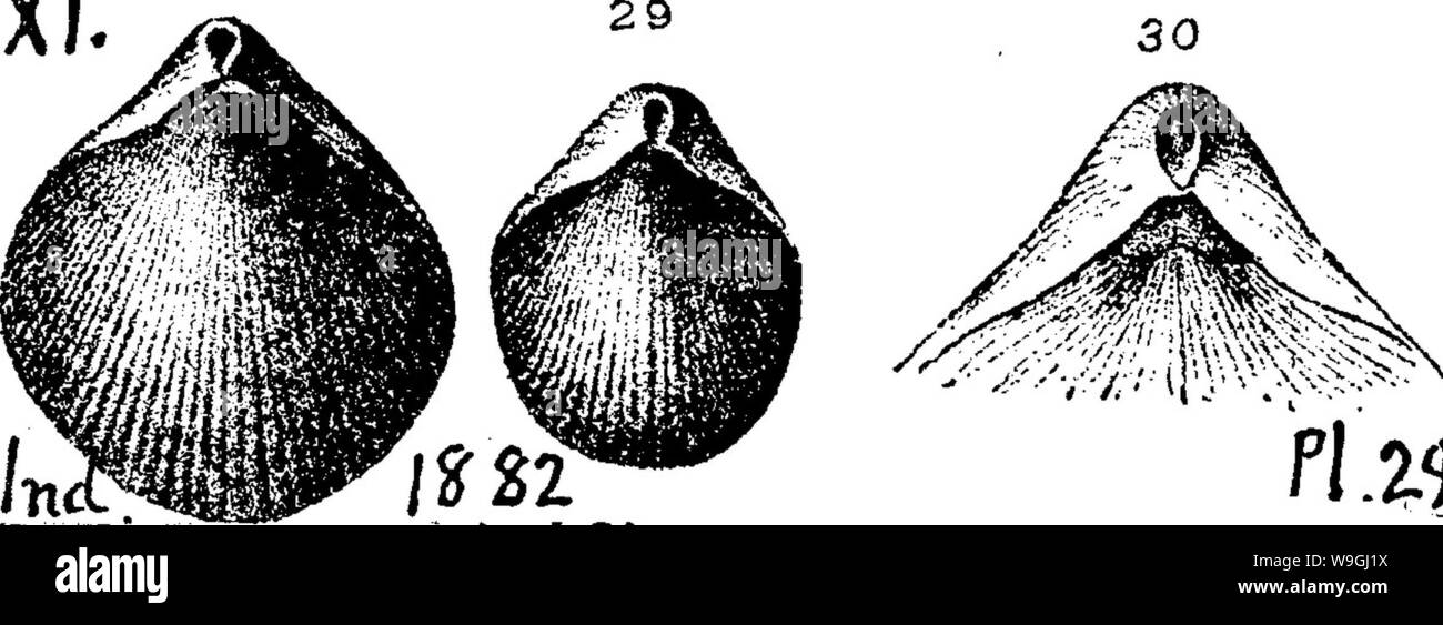 Imagen de archivo de la página 244 de un diccionario de los fósiles. Foto de stock