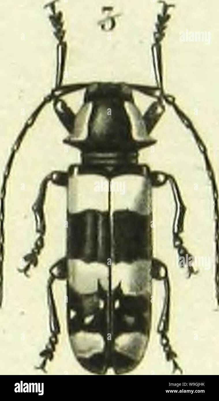 Imagen de archivo de la página 252 de Histoire Naturelle des Insectes . Histoire Naturelle des Insectes : géneros des coleopteres, ou exponer methodique et crítica de tous les géneros propone jusqu'ici dans cet ordre d'insectos CUbiodiversity1128056-9876 Año: 1854 ( Foto de stock