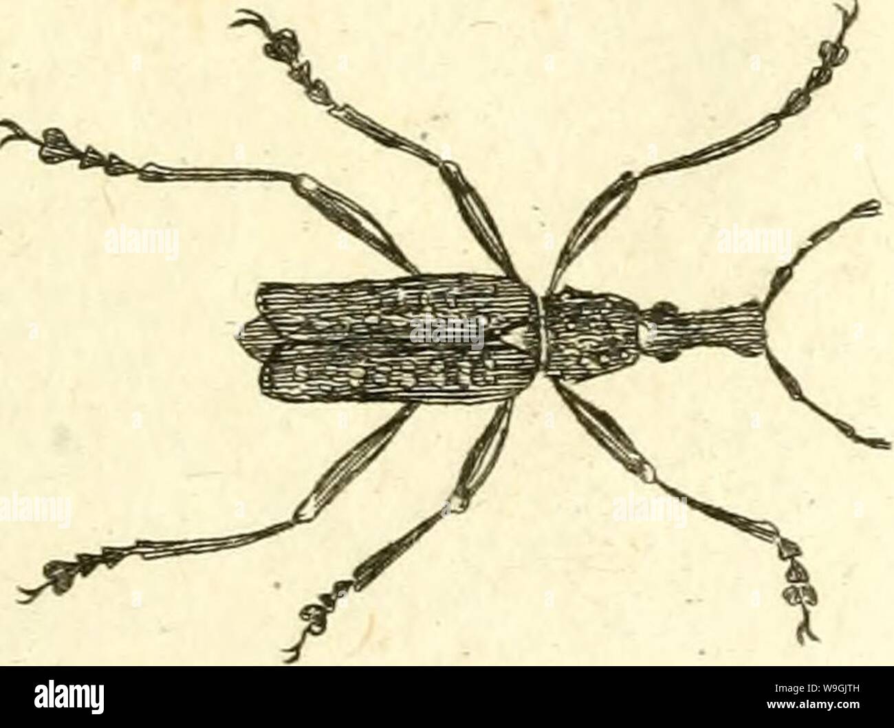 Imagen de archivo de la página 256 de [Curculionidae] (1800) Foto de stock