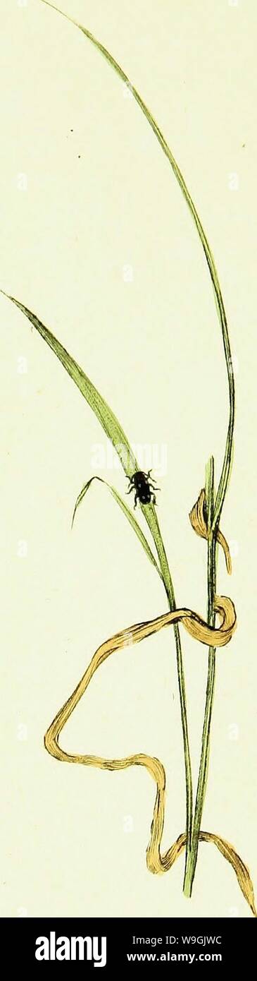 Imagen de archivo de la página 255 de la historia natural de la británica. La historia natural de los insectos británicos; explicarlos en sus varios estados, con los períodos de sus transformaciones, sus alimentos, oeconomy, &c., junto con la historia de esos insectos diminutos que requieren investigación por el microcsope. Todo el ilustrado por figuras coloreadas, diseñó y ejecutó a partir de especímenes vivos CUbiodiversity1123244-9527 Año: 1792 (F). Foto de stock