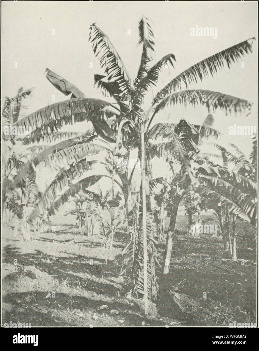Imagen de archivo de la página 288 de la Cuba de examen (1907-1931) Foto de stock
