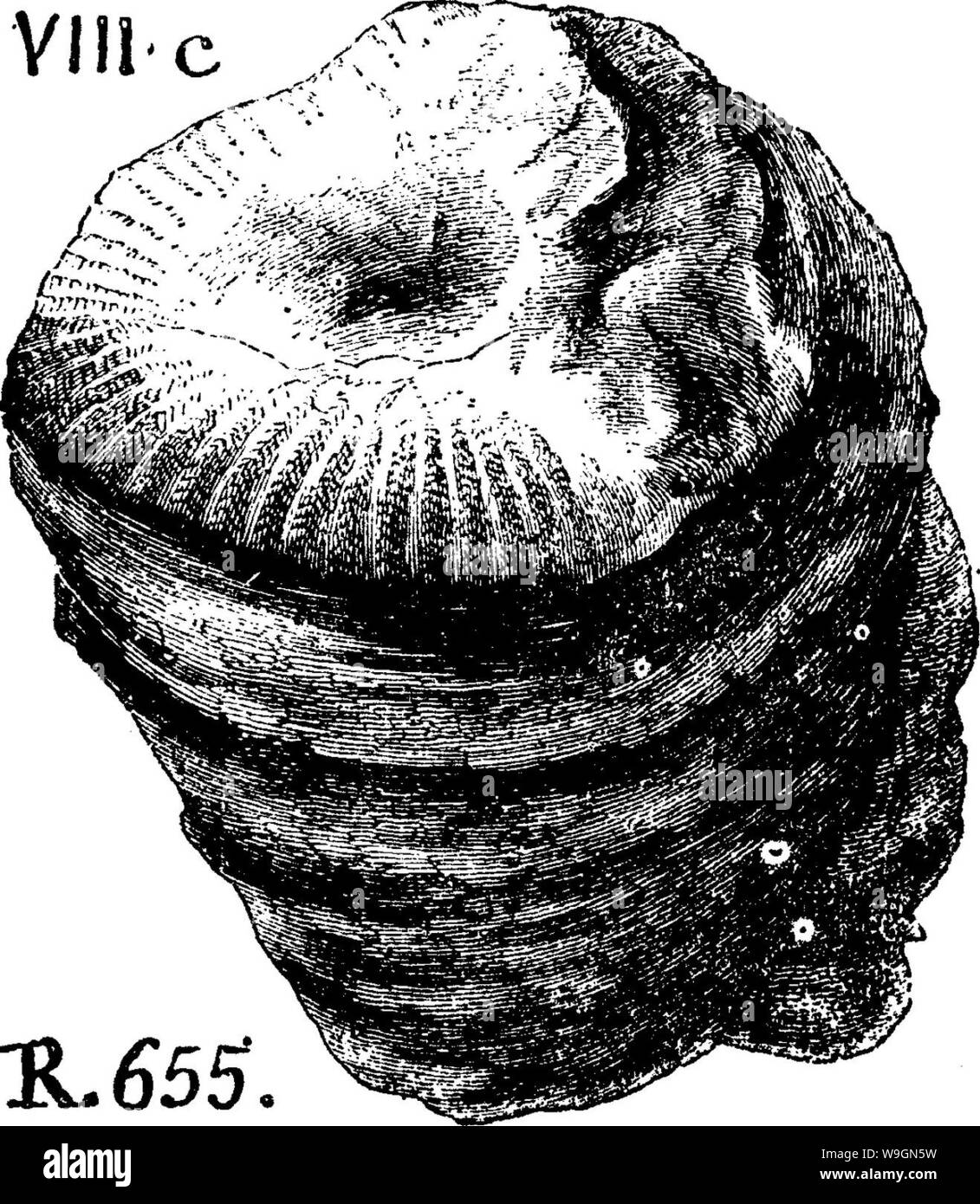 Imagen de archivo de la página 296 de un diccionario de los fósiles. Foto de stock