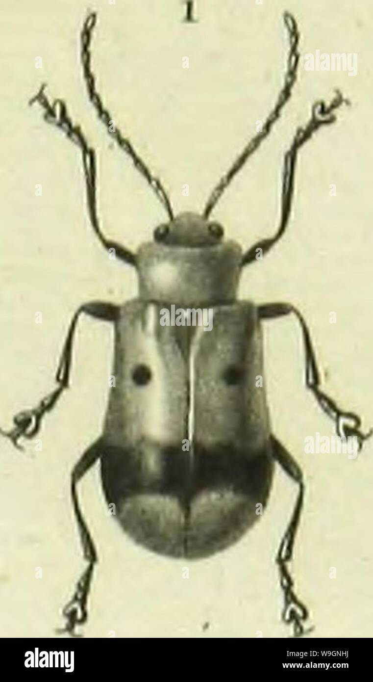 Imagen de archivo de la página 302 de Histoire Naturelle des Insectes . Histoire Naturelle des Insectes : géneros des coleopteres, ou exponer methodique et crítica de tous les géneros propone jusqu'ici dans cet ordre d'insectos CUbiodiversity1128056-9876 Año: 1854 ( Foto de stock