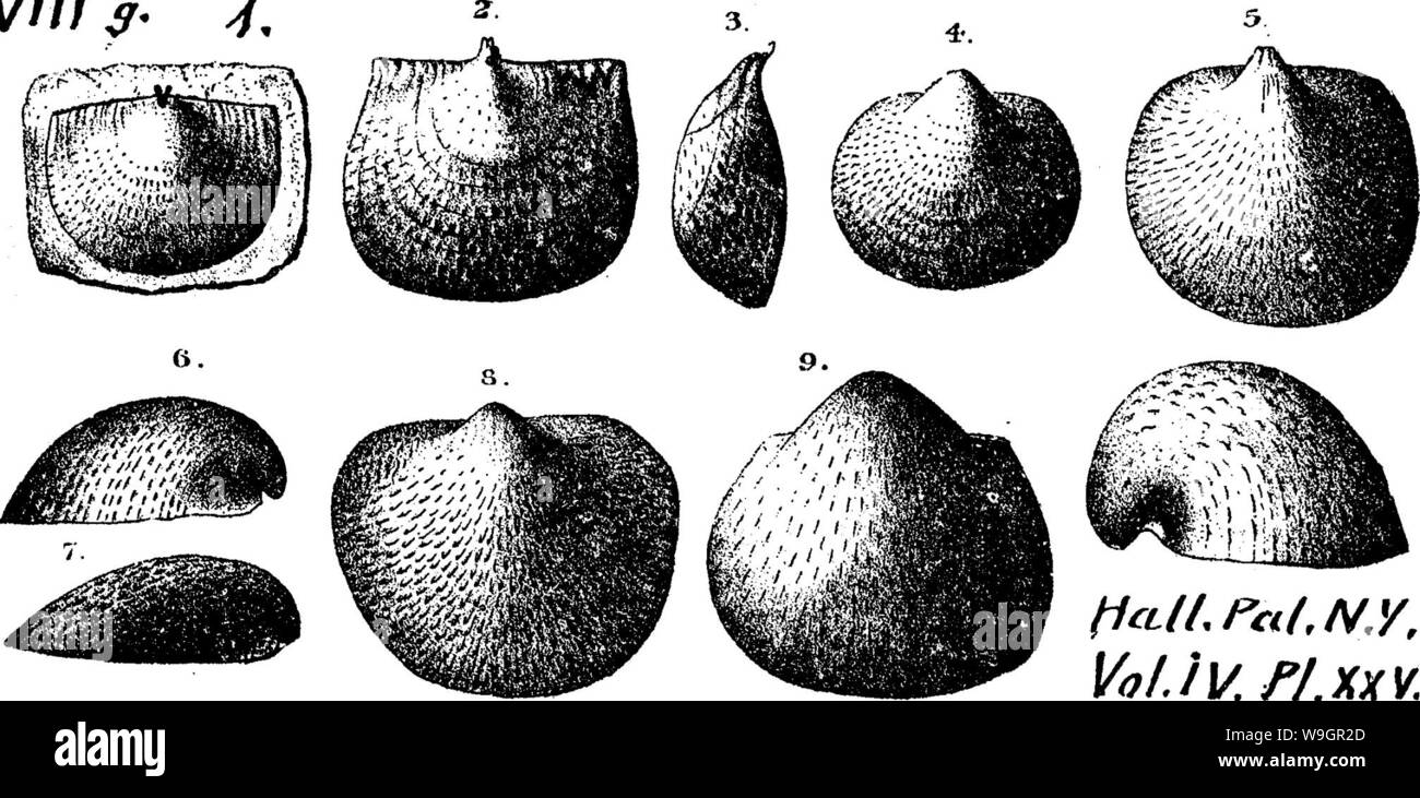 Imagen de archivo de la página 322 de un diccionario de los fósiles. Foto de stock