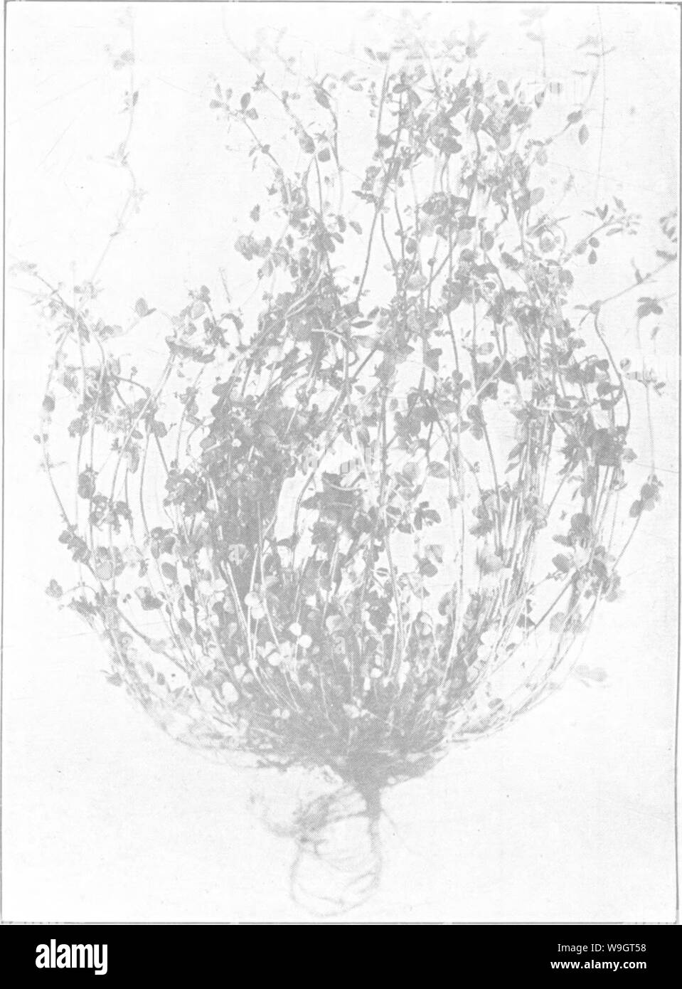 Imagen de archivo de la página 343 del libro de alfalfa; historia, Foto de stock