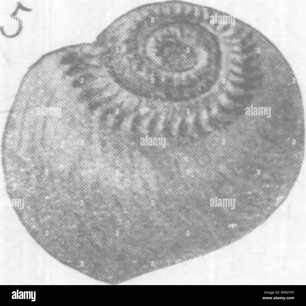 Imagen de archivo de la página 353 de Gasteropoda y Cephalopoda del Foto de stock
