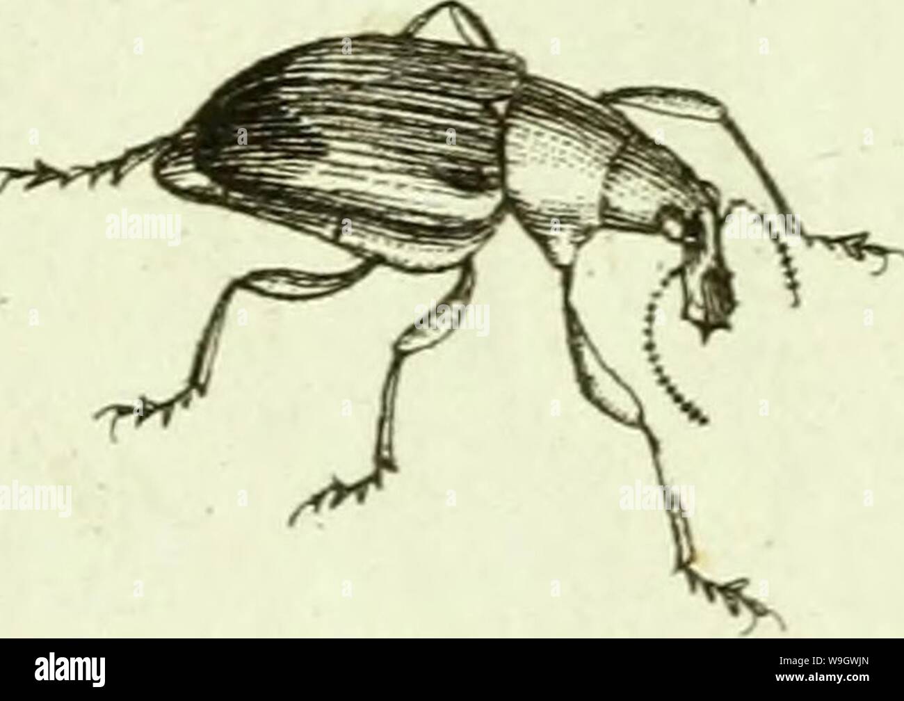 Imagen De Archivo De La Pagina 376 De Curculionidae 1800 Curculionidae Curculionidae03stur Ano 1800 4 7 J Fotografia De Stock Alamy Imagen De Archivo De La Pagina 376 De Curculionidae 1800 Curculionidae Curculionidae03stur Ano 1800 4 7 J Fotografia De Stock Alamy