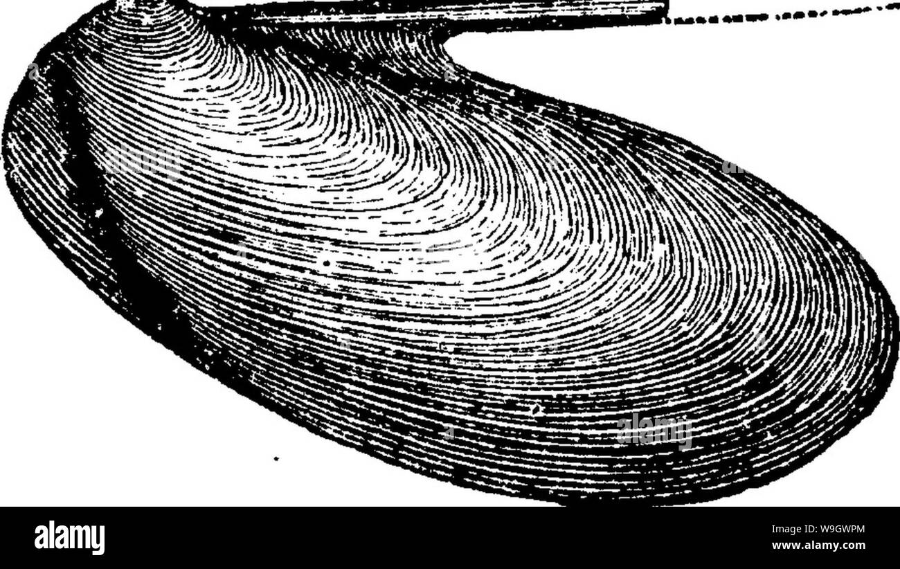 Imagen de archivo de la página 379 de un diccionario de los fósiles. Foto de stock