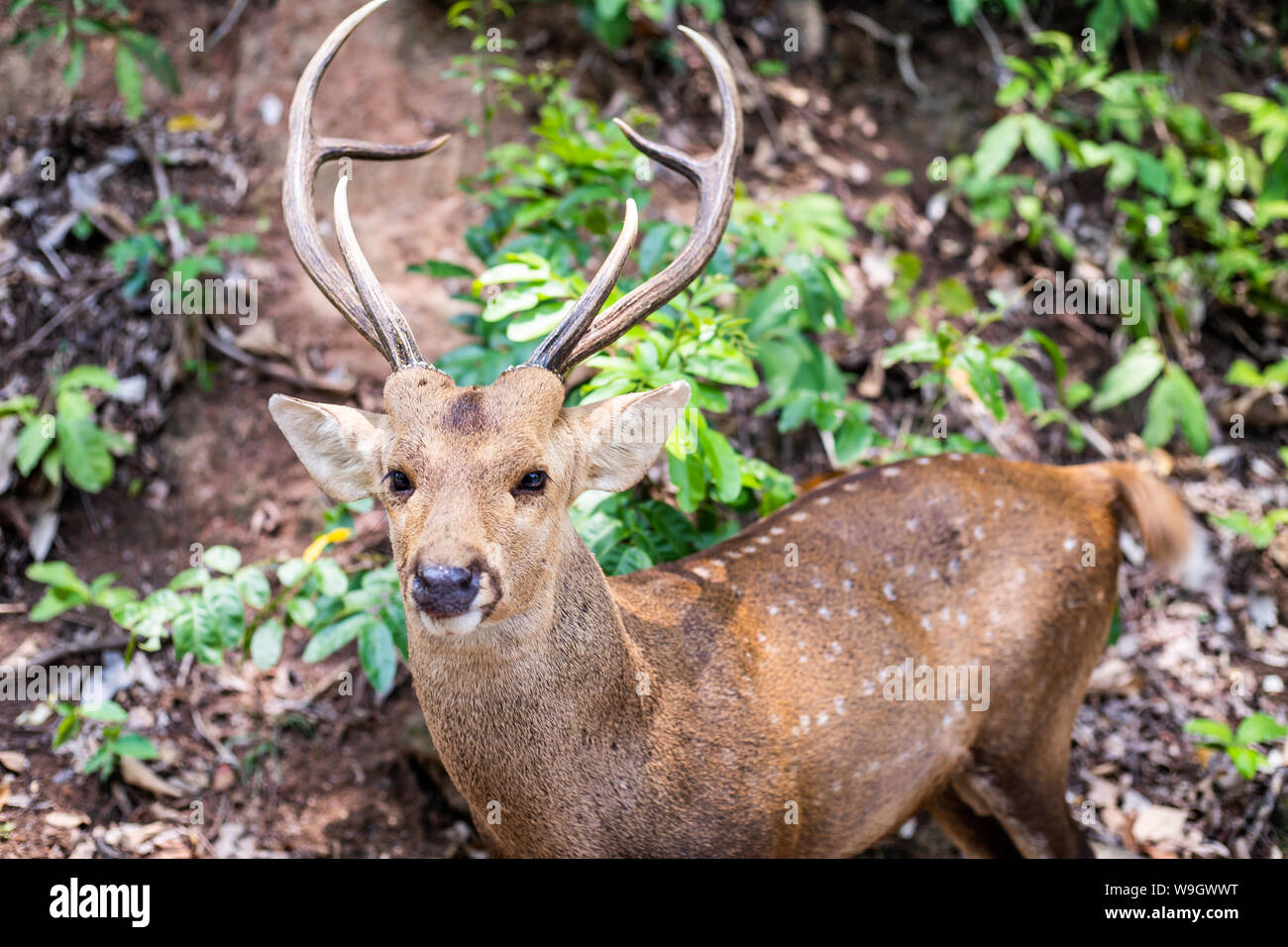 Bambi Concept Fotos E Imagenes De Stock Alamy