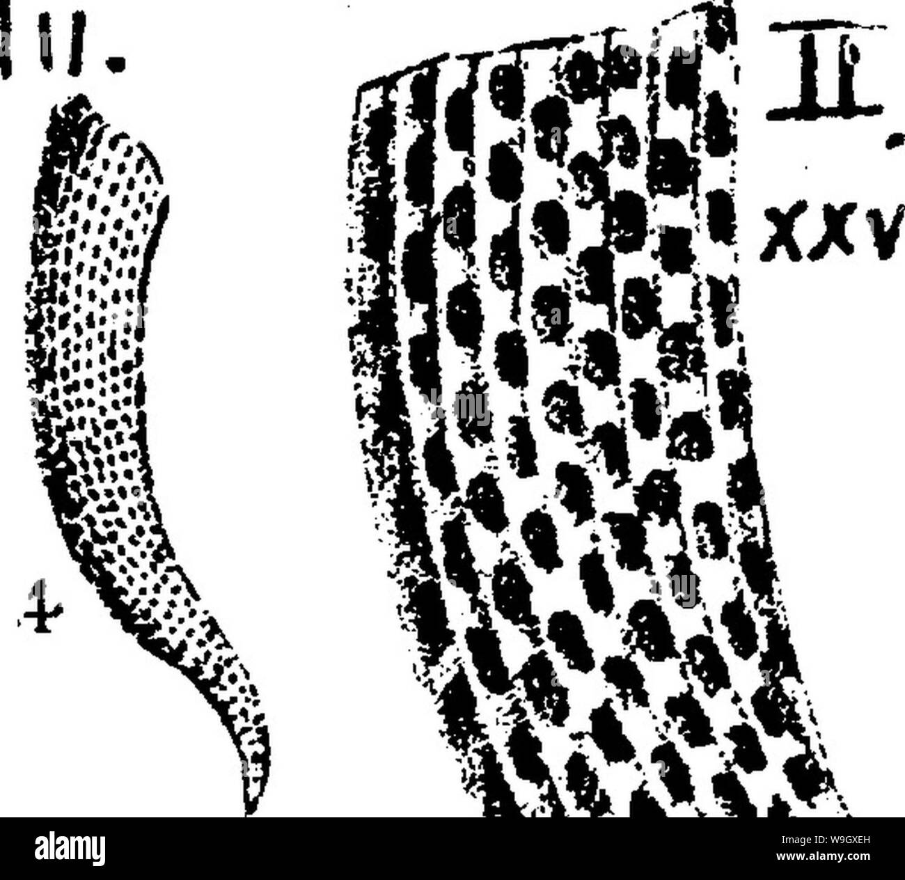 Imagen de archivo de la página 395 de un diccionario de los fósiles. Foto de stock