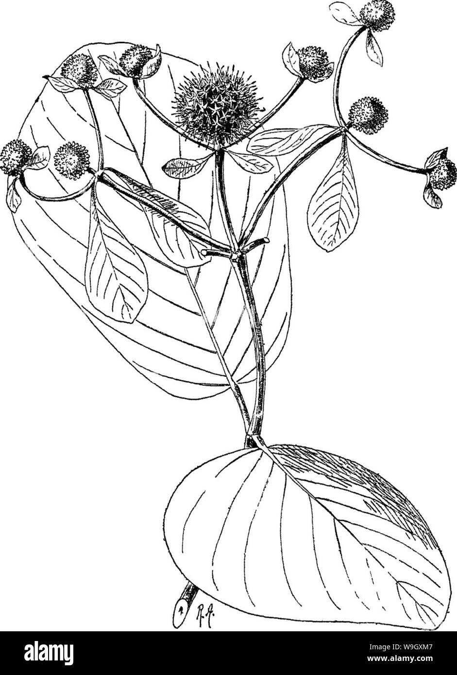 Imagen de archivo de la página 399 de árboles indio una cuenta Foto de stock