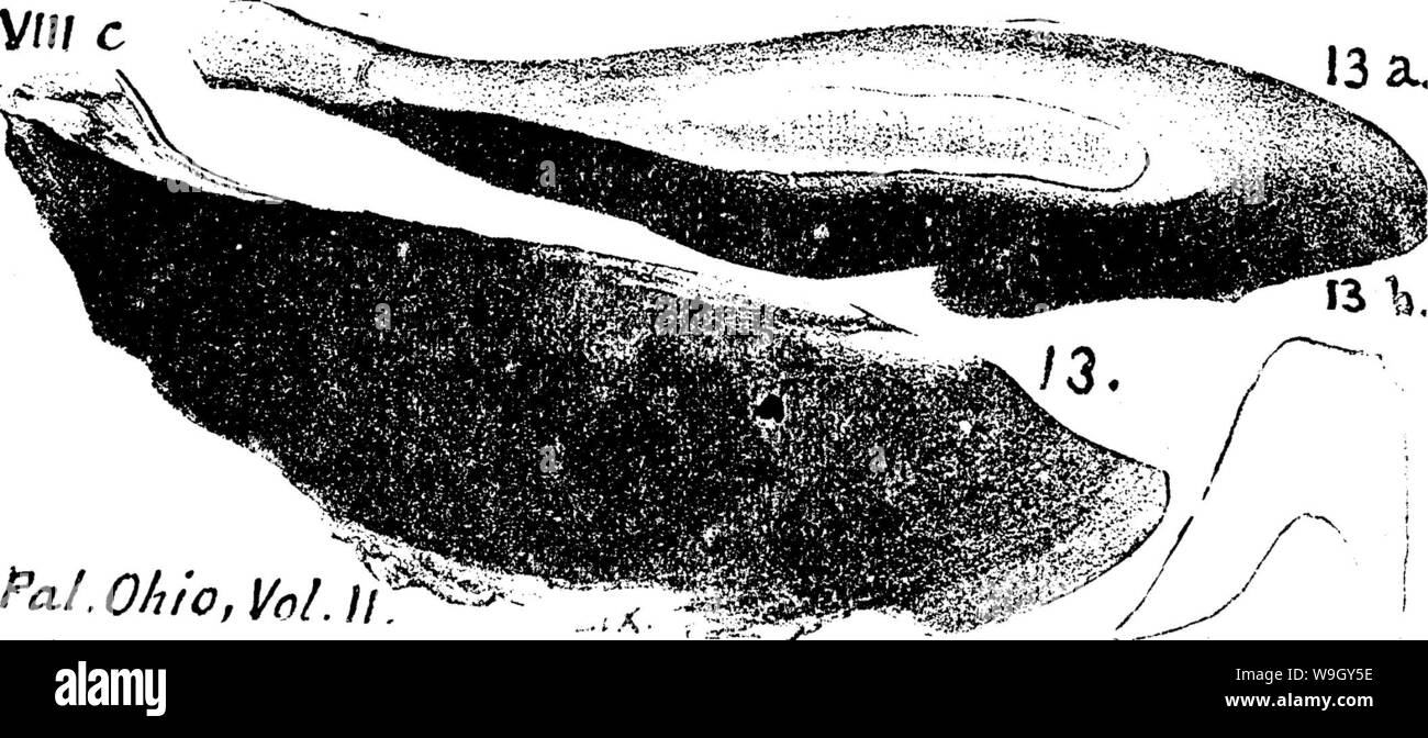 Imagen de archivo de la página 409 de un diccionario de los fósiles. Foto de stock