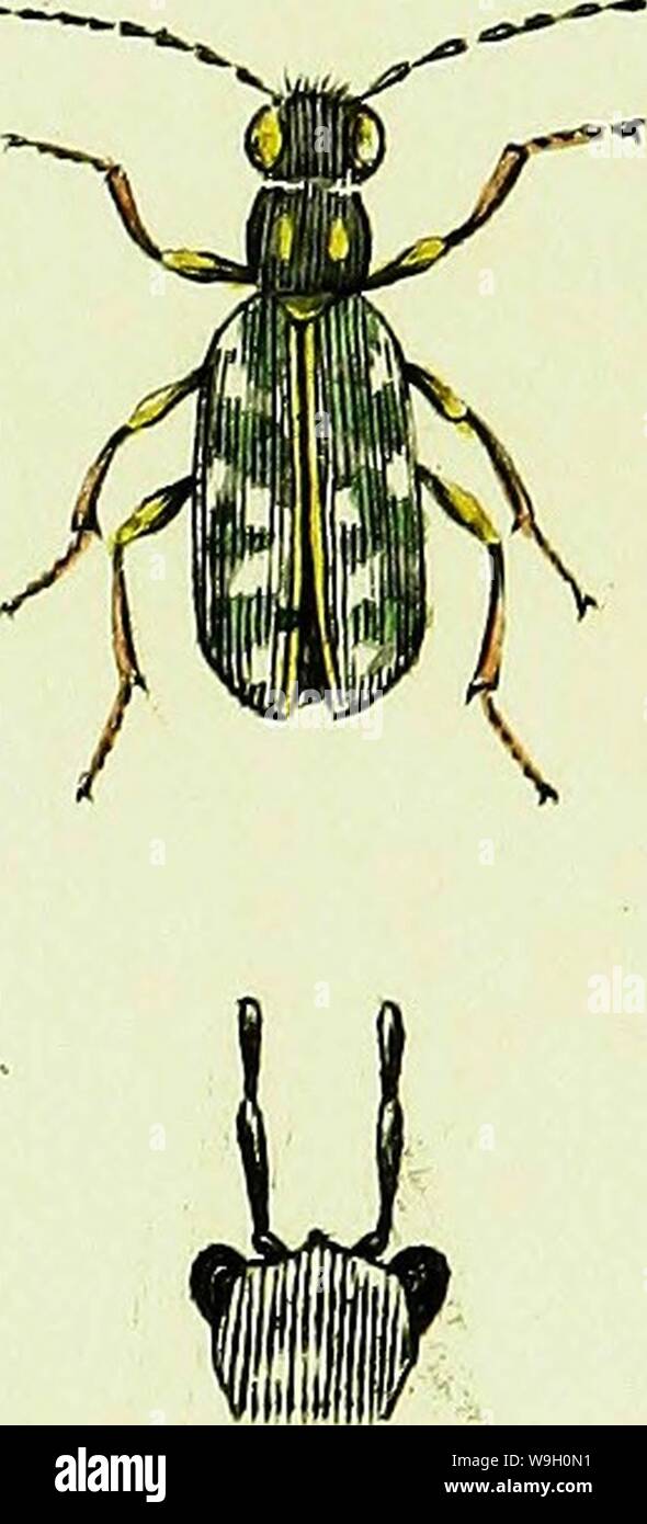 Imagen de archivo de la página 447 de la Britannica sistens Entomologia insecta Foto de stock