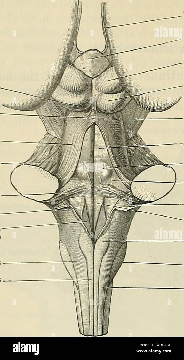 Tuberculum fotografías e imágenes de alta resolución - Alamy