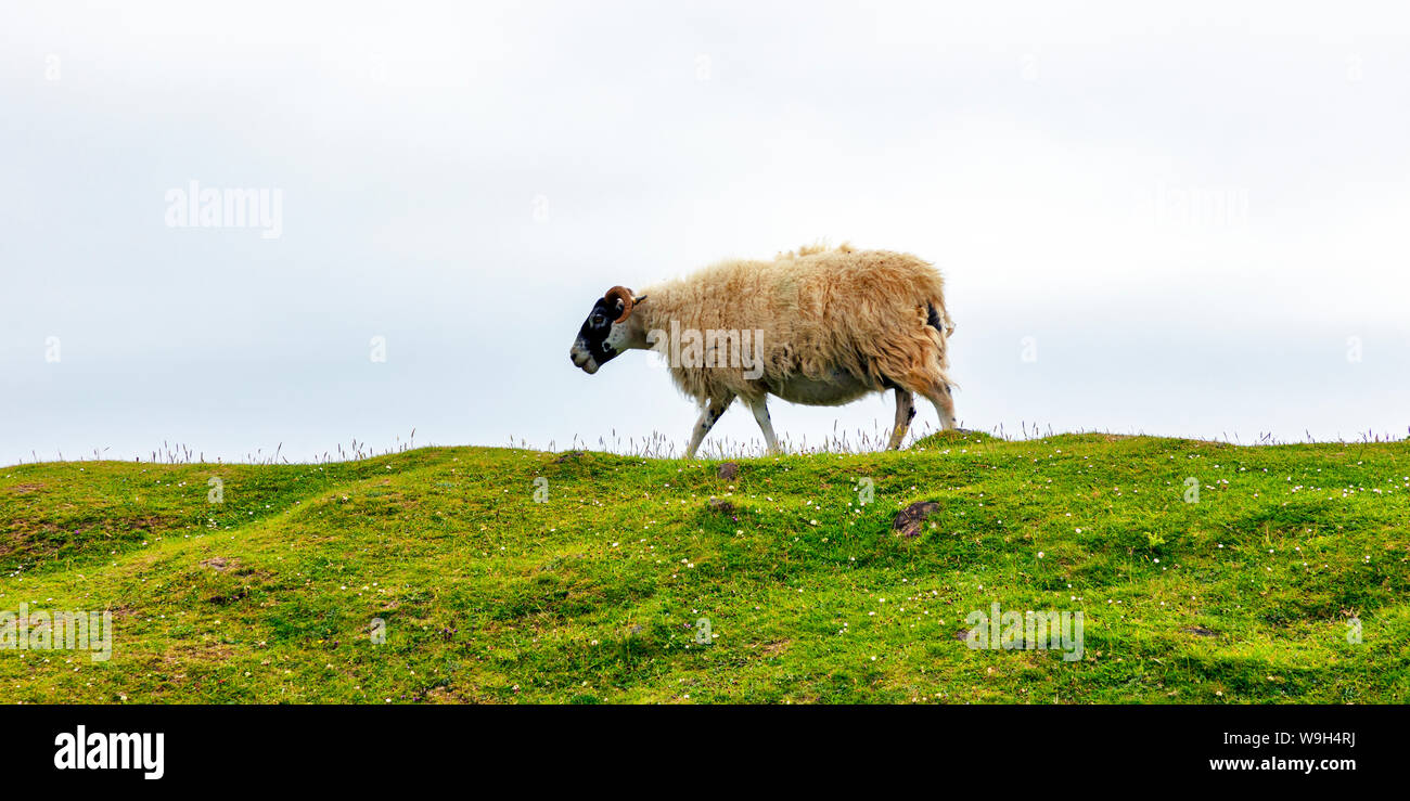 Dalesbred ovejas en pie en la hierba, Isla de Skye, Escocia, Gran Bretaña Foto de stock