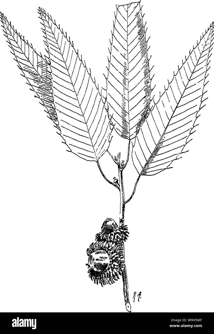 Imagen de archivo de la página 656 de árboles indio una cuenta Foto de stock
