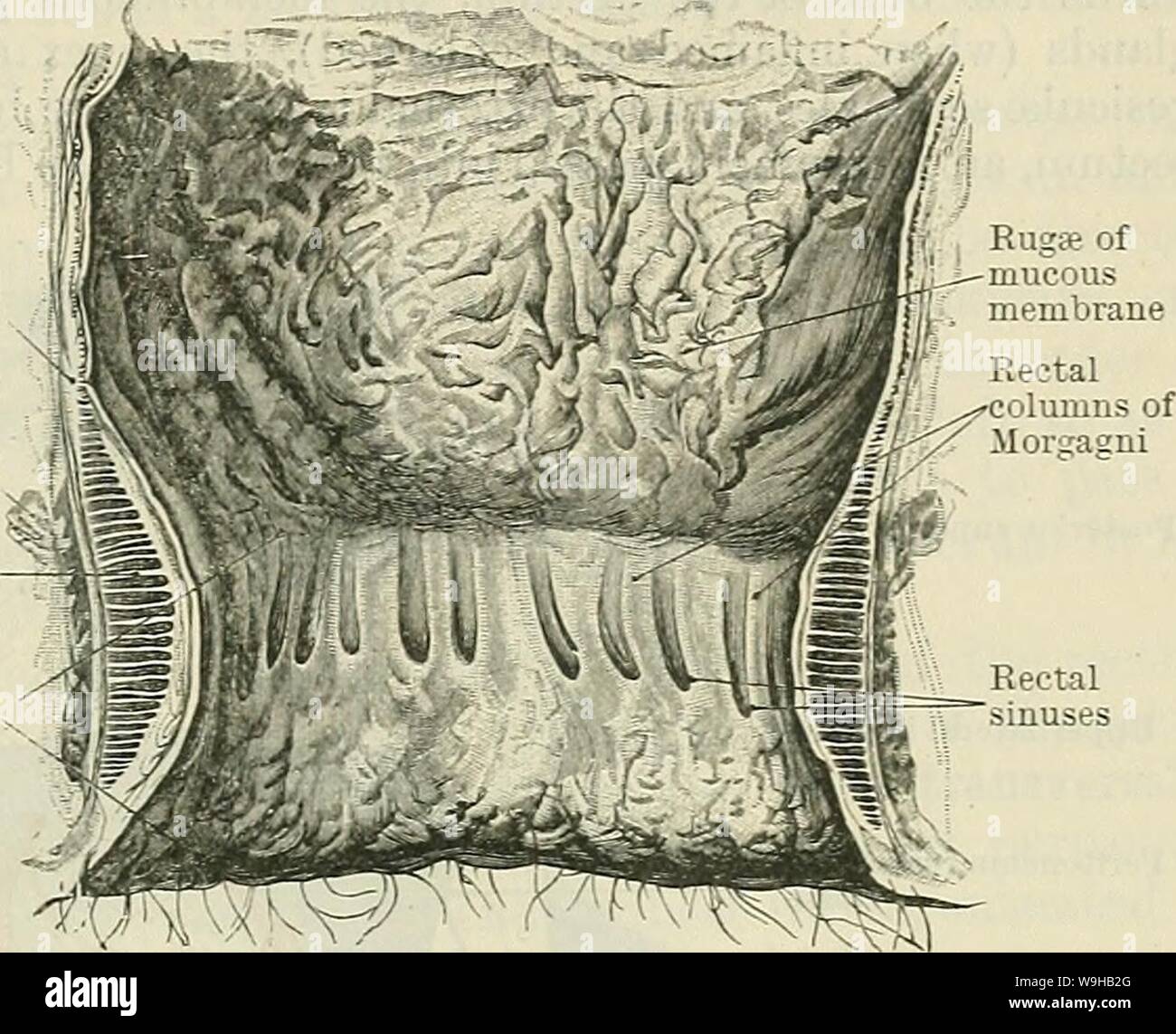 Imagen De Archivo De La Página 1464 De Cunningham De Libro De Texto De Anatomía 1914 Fotografía 5100