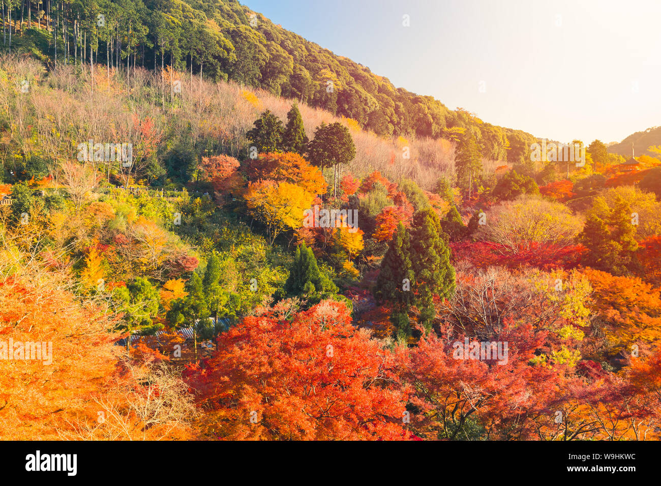 Japón Otoño en Kyoto colorido bosque de montaña más populares y hermosa ubicación de viaje Foto de stock