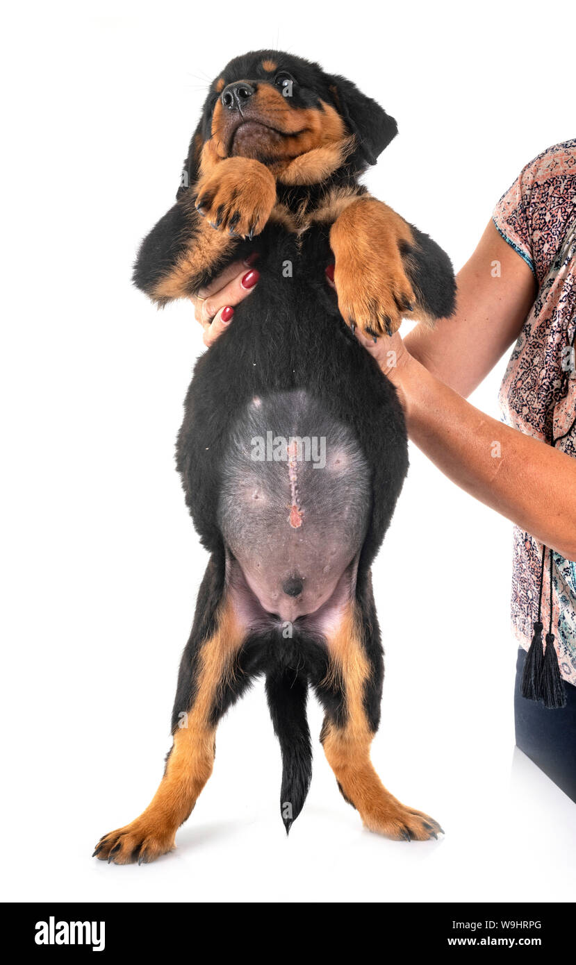 Cachorro con hernia umbilical fotografías e imágenes de alta resolución -  Alamy