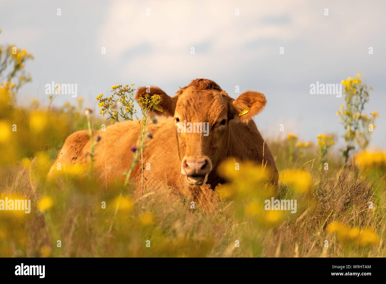 Vaca acostada en una pastura de ranúnculos amarillos mirando a la cámara sobre una colina Foto de stock