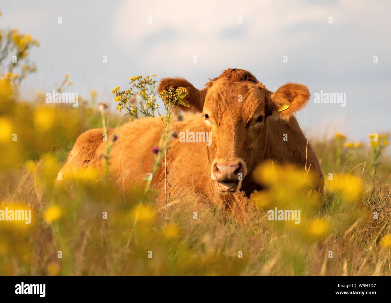 Vaca acostada en una pastura de ranúnculos amarillos mirando a la cámara sobre una colina Foto de stock