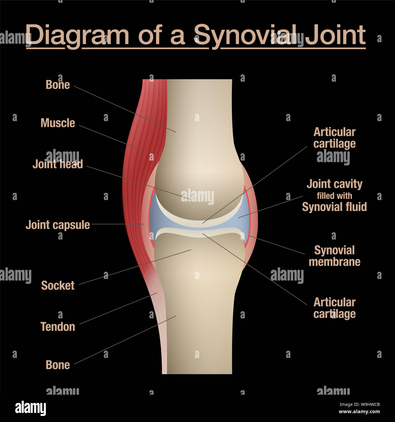 Diagrama mixto sinovial. Anatomía etiquetada gráfico con dos huesos, cartílago articular, cavidad conjunta, líquido sinovial, el músculo y el tendón. Fondo negro. Foto de stock