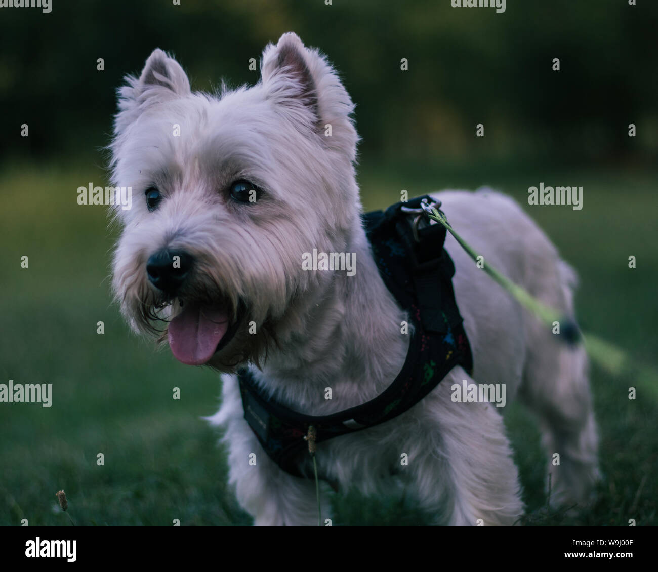 Cute West Highland White Terrier - Westie Westy cachorro, perro Fotografía  de stock - Alamy